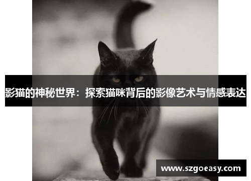 影猫的神秘世界：探索猫咪背后的影像艺术与情感表达